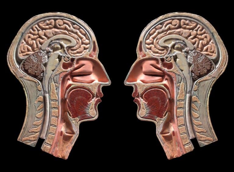 Right Hemispheres VS Left Hemispheres | Innovative Health