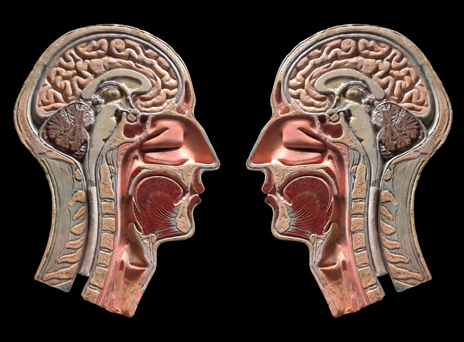 Right Hemispheres VS Left Hemispheres | Innovative Health 