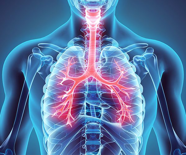 Anatomy Of Lung Oxygen Flow