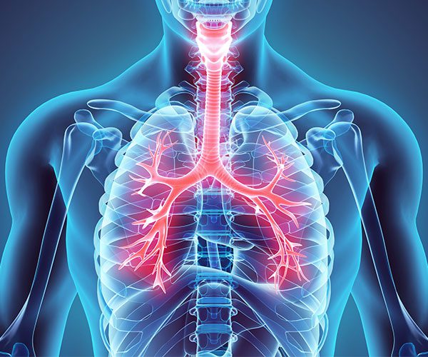 Anatomy of Lung Oxygen Flow