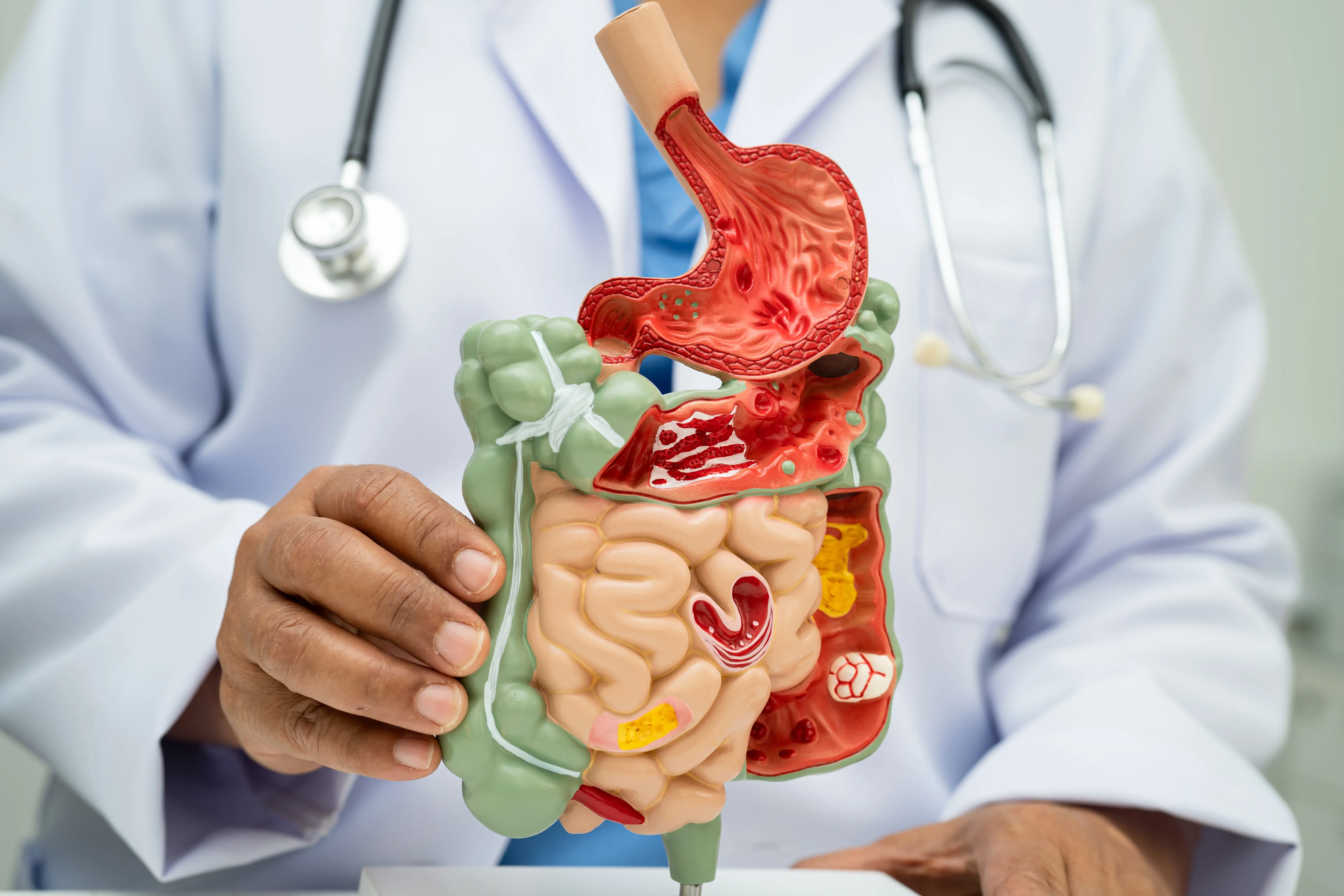 Digestive Health lustration