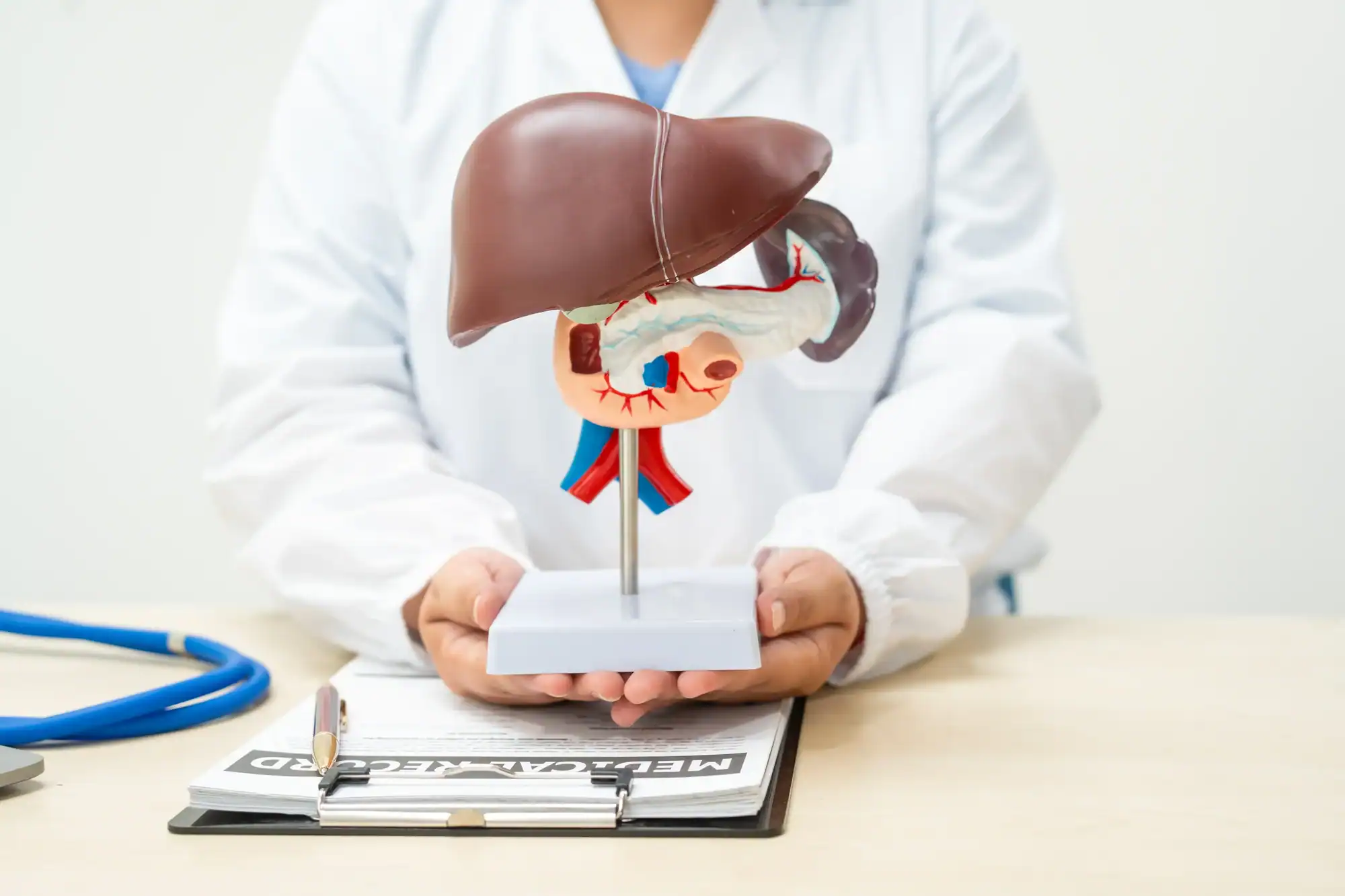 Liver Health 1 Doctor holding Anatomical liver health