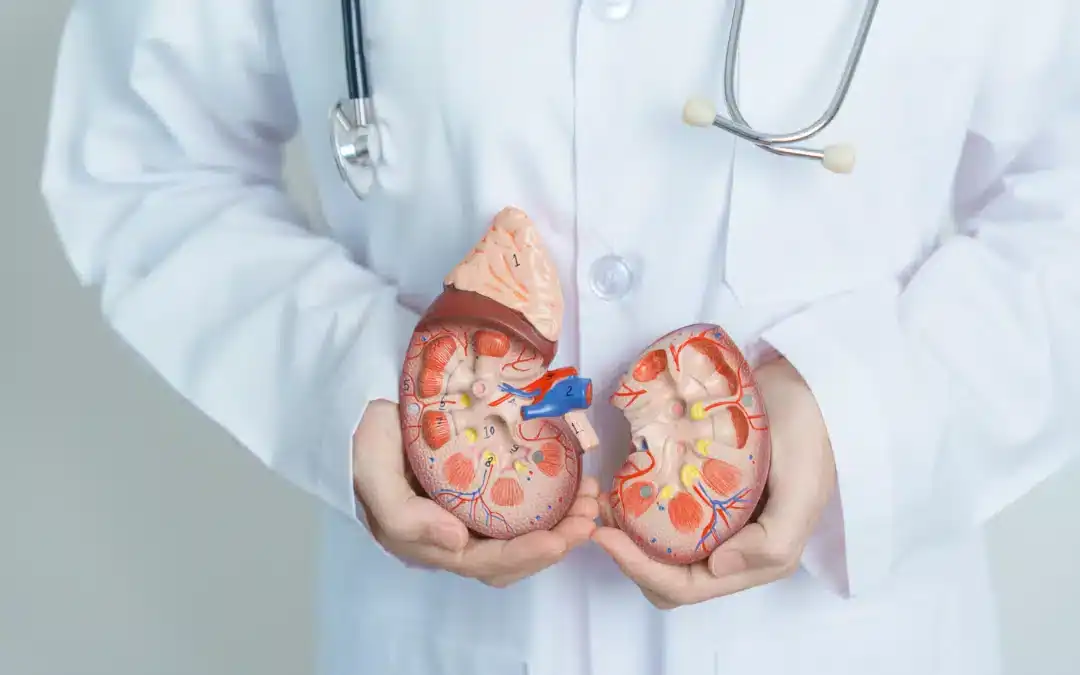 The Vital Role of Kidney Health in Overall Wellness
