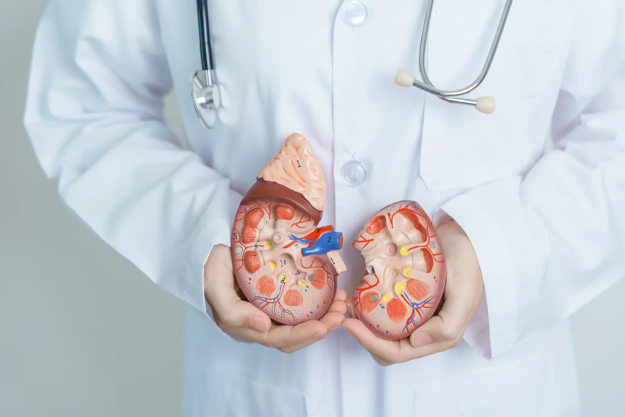 kidney health 1 Doctor holding Anatomical kidney health