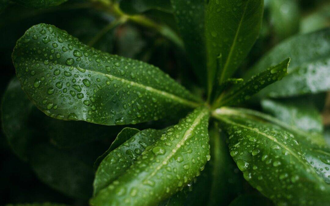 Advanced Hydration Therapies: The Science of Healing Waters