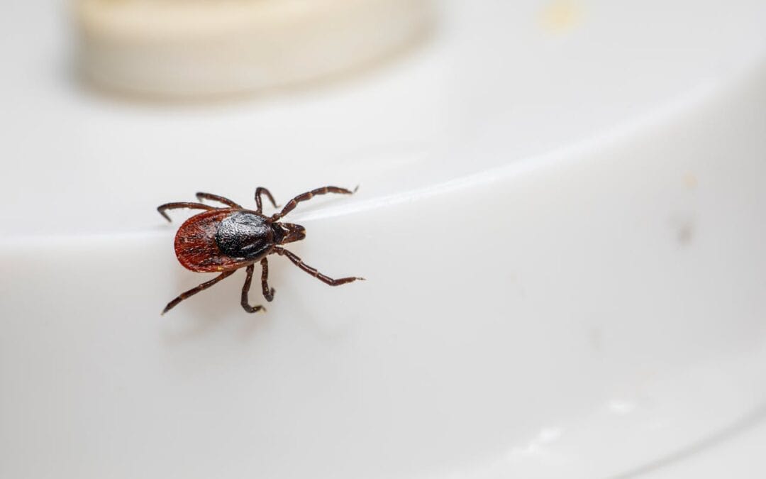 Mono Isn’t Always “Over”: When Epstein-Barr Virus Lingers Beneath the Surface